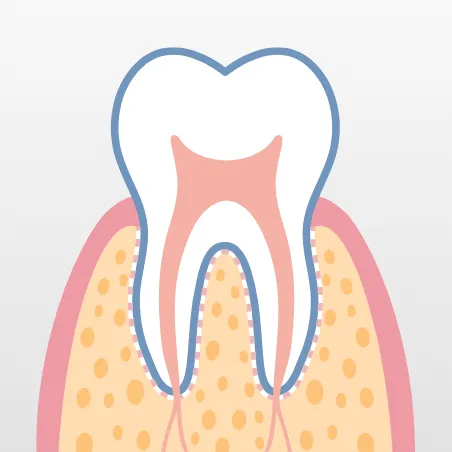 健康な歯周組織
